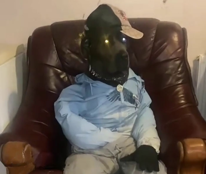 Hilarious Videos Of Mist The Cane Corso Dressed As Human Go Viral, Earn Her Over 1K A Month Hilarious Videos Of Mist The Cane Corso Dressed As Human Go Viral, Earn Her Over 1K A Month