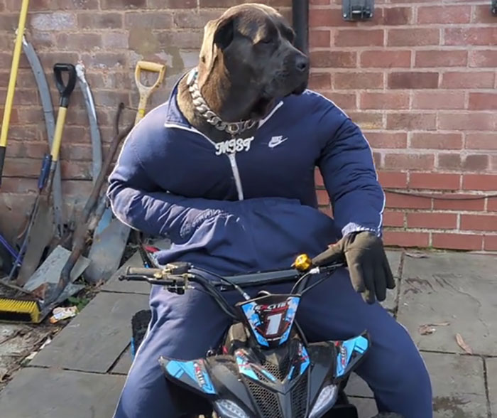 Hilarious Videos Of Mist The Cane Corso Dressed As Human Go Viral, Earn Her Over 1K A Month Hilarious Videos Of Mist The Cane Corso Dressed As Human Go Viral, Earn Her Over 1K A Month
