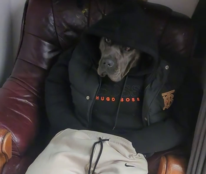 Hilarious Videos Of Mist The Cane Corso Dressed As Human Go Viral, Earn Her Over 1K A Month Hilarious Videos Of Mist The Cane Corso Dressed As Human Go Viral, Earn Her Over 1K A Month