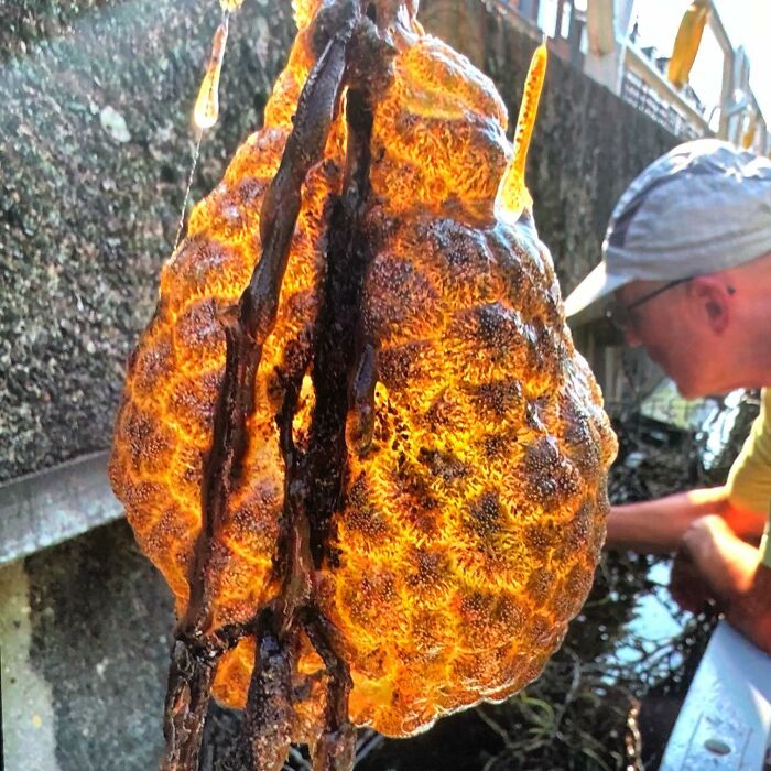“Spreading Rapidly”: Bizarre Orange “Alien Egg Pods” Pulled Out Of River “Spreading Rapidly”: Bizarre Orange “Alien Egg Pods” Pulled Out Of River