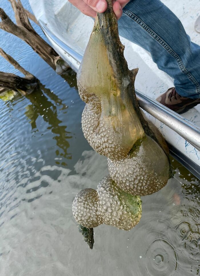 “Spreading Rapidly”: Bizarre Orange “Alien Egg Pods” Pulled Out Of River “Spreading Rapidly”: Bizarre Orange “Alien Egg Pods” Pulled Out Of River