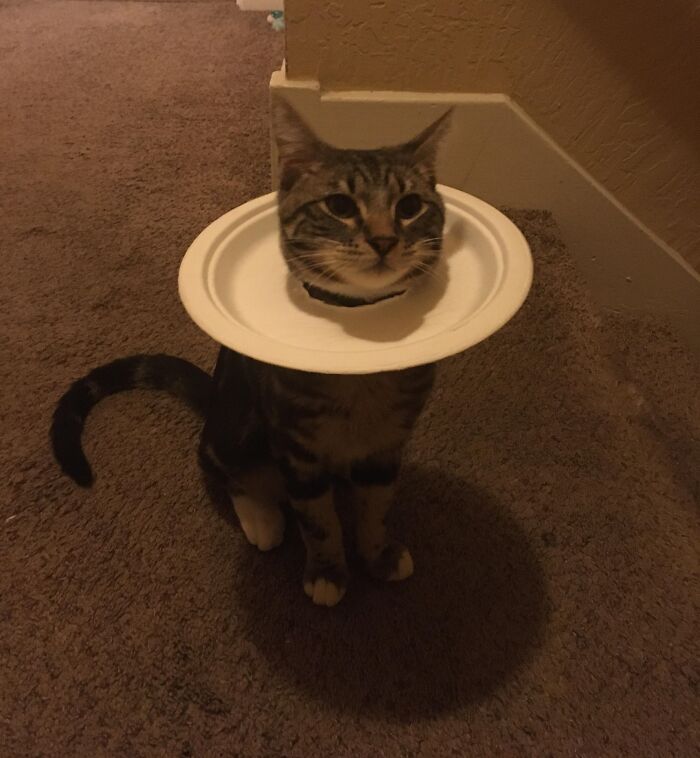 50 Times Animals Were Funnier And More Relatable Than People 50 Times Animals Were Funnier And More Relatable Than People