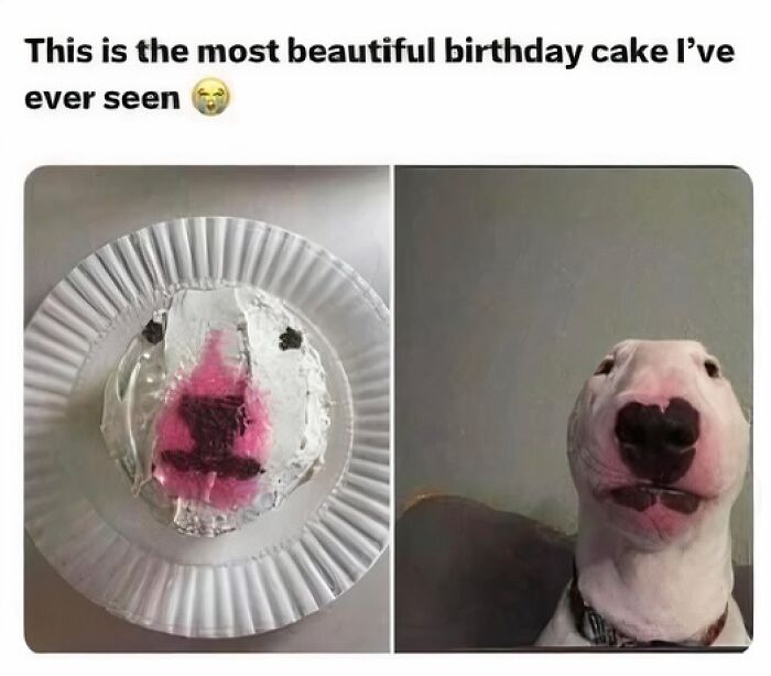 50 Times Animals Were Funnier And More Relatable Than People 50 Times Animals Were Funnier And More Relatable Than People