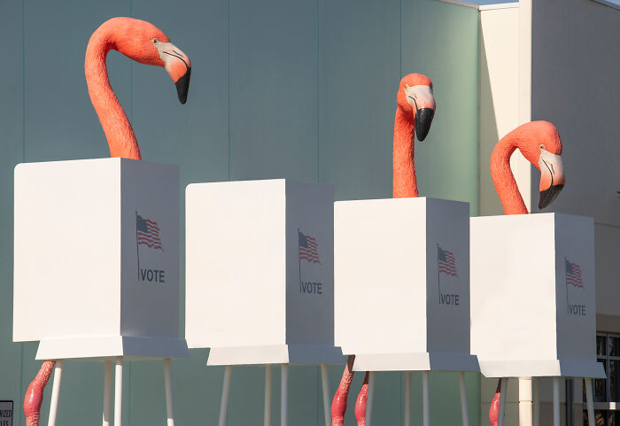 Flamingo Fever: Inspiring Votes With A Pop Of Pink (17 Pics) Flamingo Fever: Inspiring Votes With A Pop Of Pink (17 Pics)