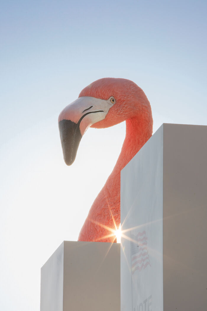 Flamingo Fever: Inspiring Votes With A Pop Of Pink (17 Pics) Flamingo Fever: Inspiring Votes With A Pop Of Pink (17 Pics)