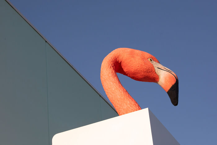 Flamingo Fever: Inspiring Votes With A Pop Of Pink (17 Pics) Flamingo Fever: Inspiring Votes With A Pop Of Pink (17 Pics)