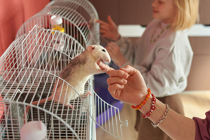 People Shared 40 Absolutely Normal Things They Can’t Own Because It’s Illegal Where They Live People Shared 40 Absolutely Normal Things They Can’t Own Because It’s Illegal Where They Live