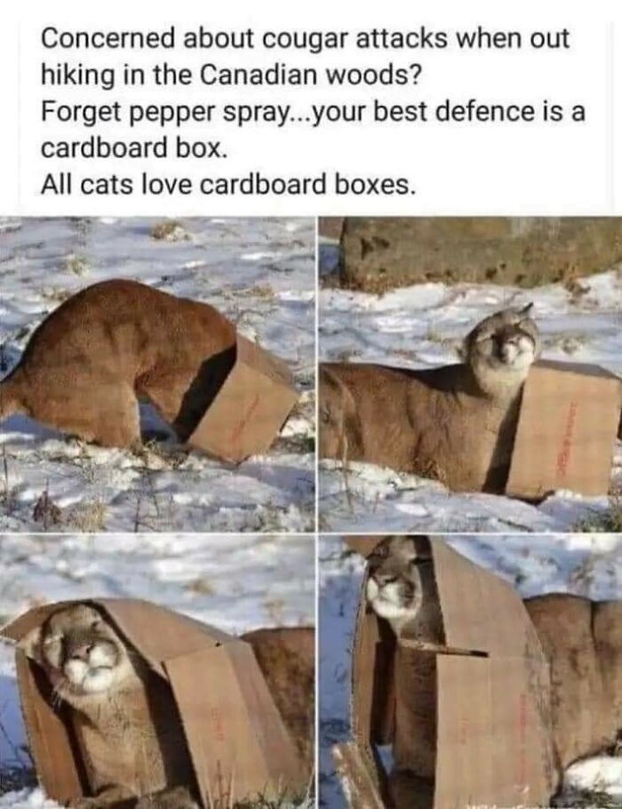 Caught In The Act: 50 Hilarious Posts That Show Cats Being The Jerks We Love (New Pics) Caught In The Act: 50 Hilarious Posts That Show Cats Being The Jerks We Love (New Pics)