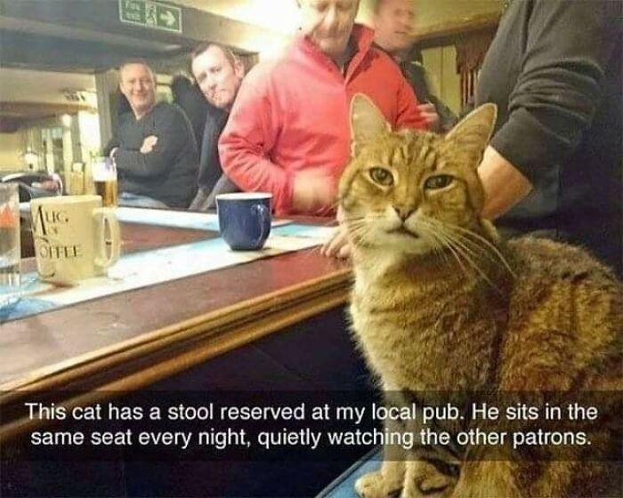 Caught In The Act: 50 Hilarious Posts That Show Cats Being The Jerks We Love (New Pics) Caught In The Act: 50 Hilarious Posts That Show Cats Being The Jerks We Love (New Pics)