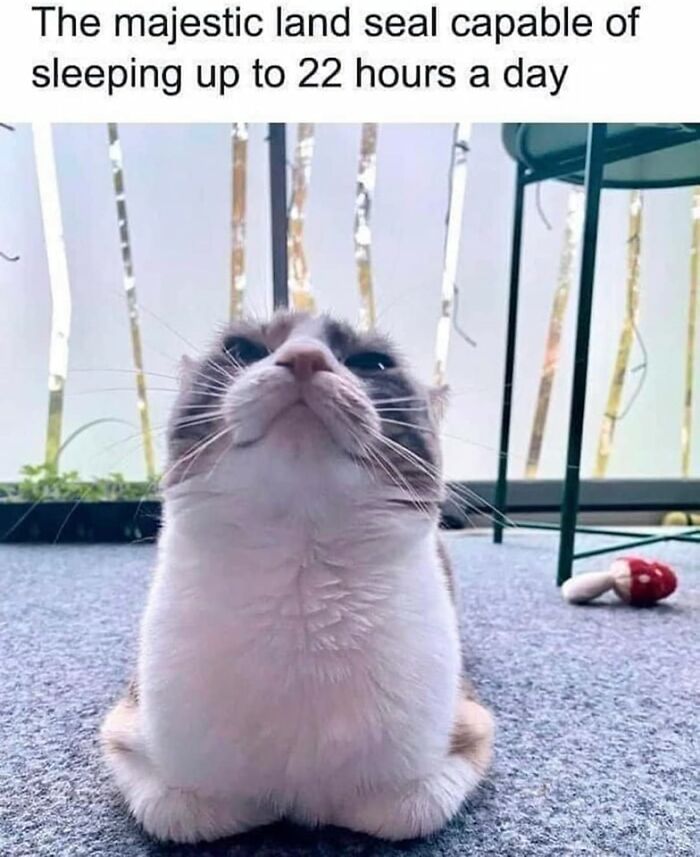 Caught In The Act: 50 Hilarious Posts That Show Cats Being The Jerks We Love (New Pics) Caught In The Act: 50 Hilarious Posts That Show Cats Being The Jerks We Love (New Pics)