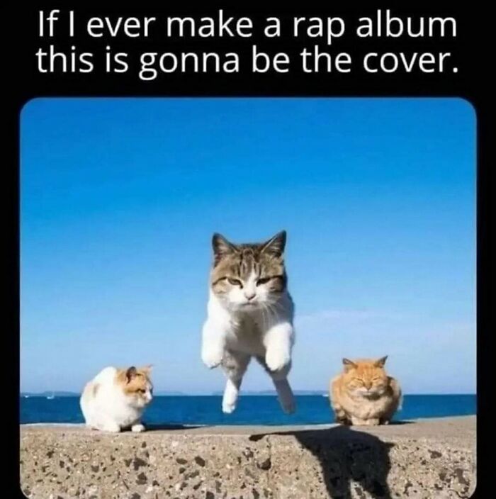 Caught In The Act: 50 Hilarious Posts That Show Cats Being The Jerks We Love (New Pics) Caught In The Act: 50 Hilarious Posts That Show Cats Being The Jerks We Love (New Pics)