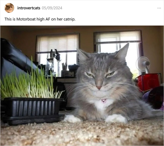 Caught In The Act: 50 Hilarious Posts That Show Cats Being The Jerks We Love (New Pics) Caught In The Act: 50 Hilarious Posts That Show Cats Being The Jerks We Love (New Pics)