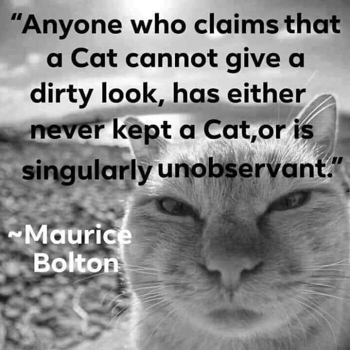 Caught In The Act: 50 Hilarious Posts That Show Cats Being The Jerks We Love (New Pics) Caught In The Act: 50 Hilarious Posts That Show Cats Being The Jerks We Love (New Pics)