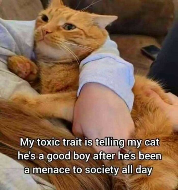 Caught In The Act: 50 Hilarious Posts That Show Cats Being The Jerks We Love (New Pics) Caught In The Act: 50 Hilarious Posts That Show Cats Being The Jerks We Love (New Pics)