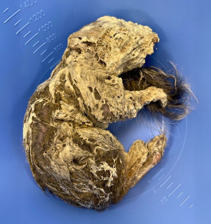 Little Squirrel Jumps Into Foam, Luckily Construction Worker Finds It Before It Turns To Concrete