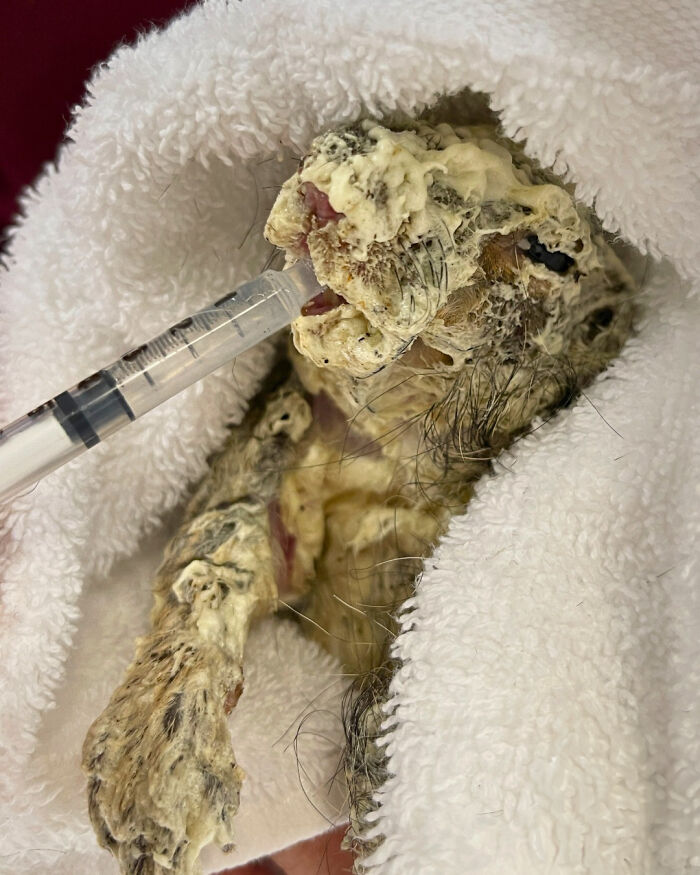 Little Squirrel Jumps Into Foam, Luckily Construction Worker Finds It Before It Turns To Concrete