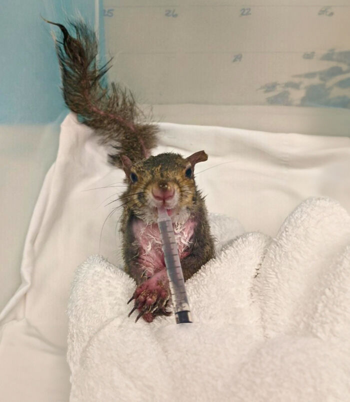 Little Squirrel Jumps Into Foam, Luckily Construction Worker Finds It Before It Turns To Concrete Little Squirrel Jumps Into Foam, Luckily Construction Worker Finds It Before It Turns To Concrete