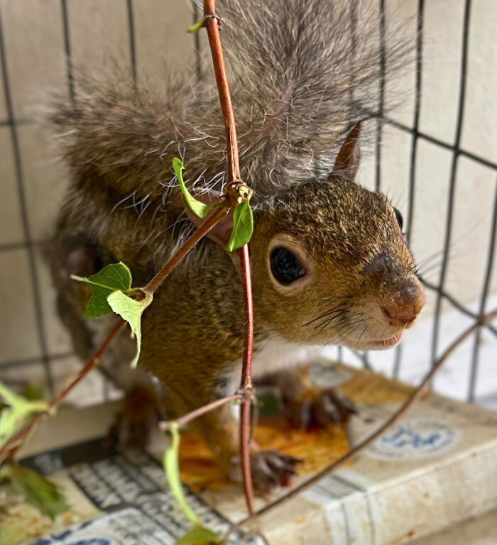 Little Squirrel Jumps Into Foam, Luckily Construction Worker Finds It Before It Turns To Concrete