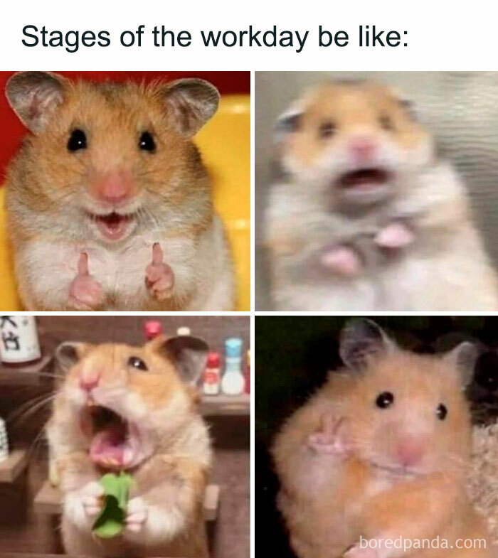 30 Hamster Memes That Will Have You Squeaking With Laughter 30 Hamster Memes That Will Have You Squeaking With Laughter