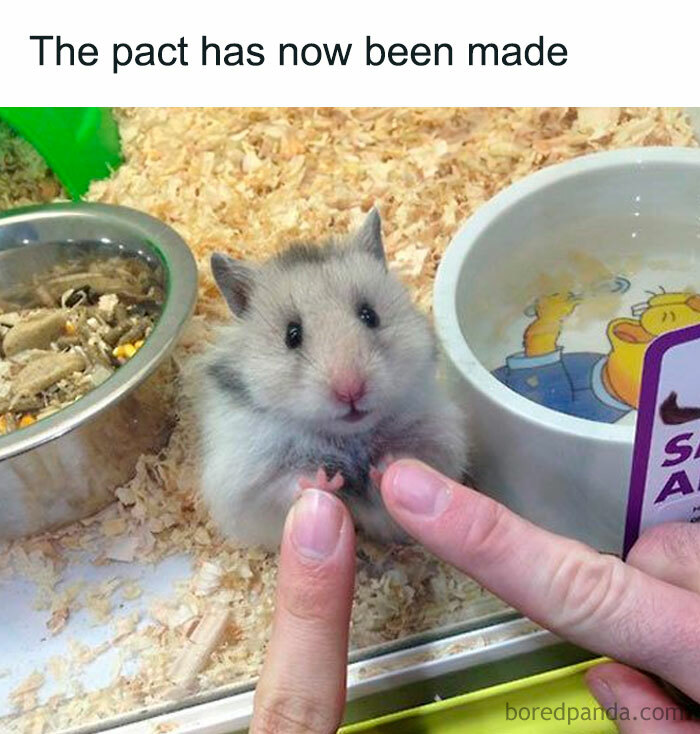 30 Hamster Memes That Will Have You Squeaking With Laughter 30 Hamster Memes That Will Have You Squeaking With Laughter