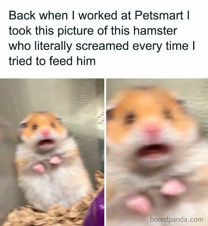 30 Hamster Memes That Will Have You Squeaking With Laughter 30 Hamster Memes That Will Have You Squeaking With Laughter