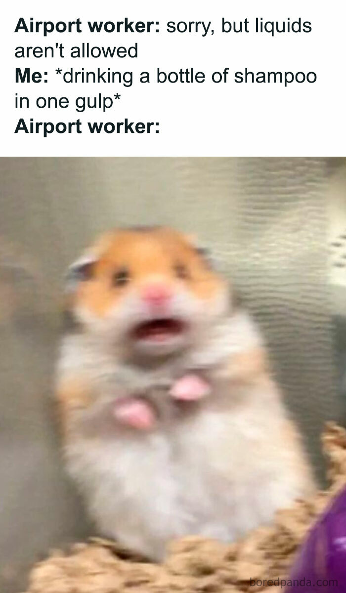 30 Hamster Memes That Will Have You Squeaking With Laughter 30 Hamster Memes That Will Have You Squeaking With Laughter