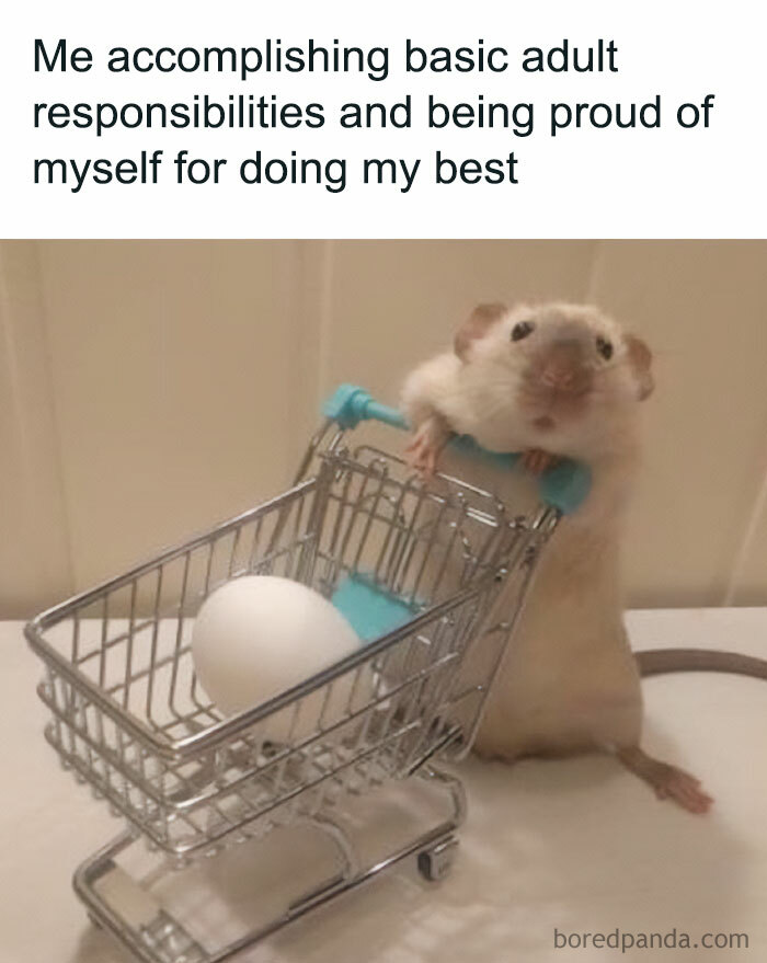 30 Hamster Memes That Will Have You Squeaking With Laughter 30 Hamster Memes That Will Have You Squeaking With Laughter