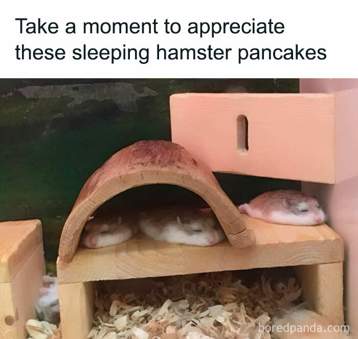 30 Hamster Memes That Will Have You Squeaking With Laughter 30 Hamster Memes That Will Have You Squeaking With Laughter