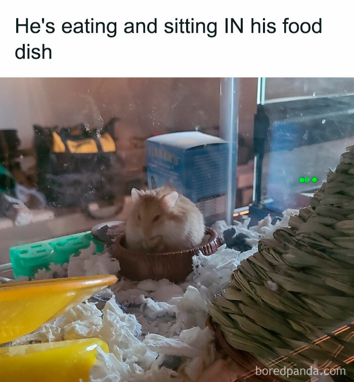 30 Hamster Memes That Will Have You Squeaking With Laughter 30 Hamster Memes That Will Have You Squeaking With Laughter