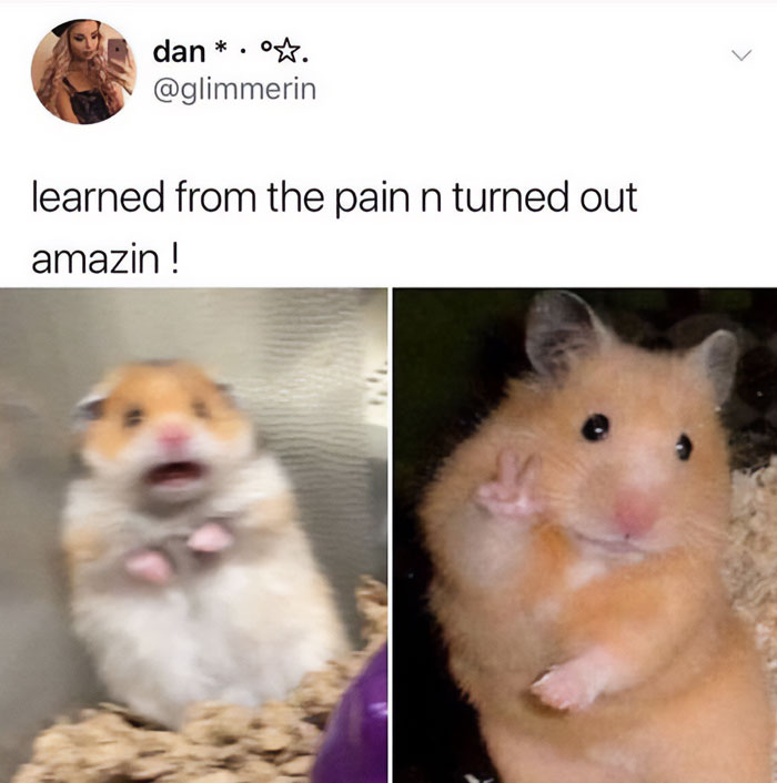 30 Hamster Memes That Will Have You Squeaking With Laughter 30 Hamster Memes That Will Have You Squeaking With Laughter