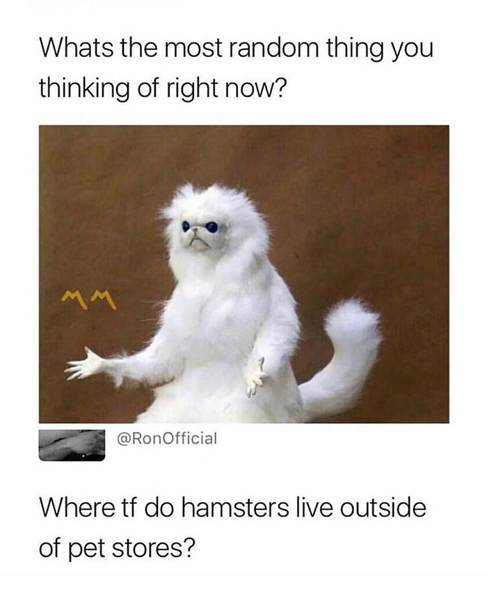 30 Hamster Memes That Will Have You Squeaking With Laughter 30 Hamster Memes That Will Have You Squeaking With Laughter