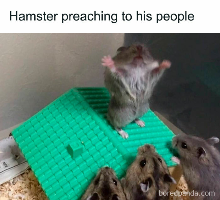 30 Hamster Memes That Will Have You Squeaking With Laughter 30 Hamster Memes That Will Have You Squeaking With Laughter