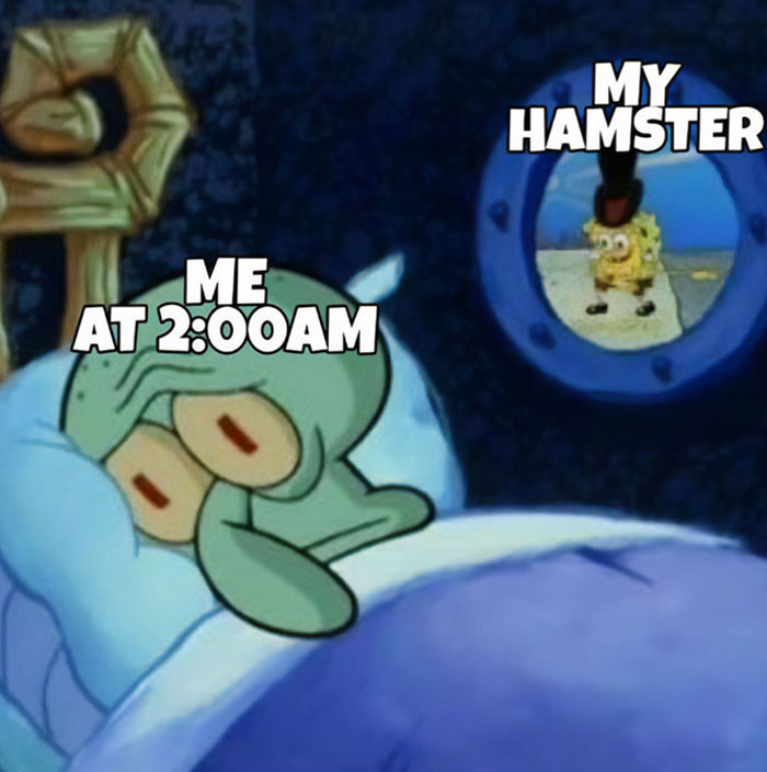 30 Hamster Memes That Will Have You Squeaking With Laughter 30 Hamster Memes That Will Have You Squeaking With Laughter