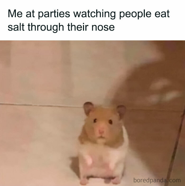 30 Hamster Memes That Will Have You Squeaking With Laughter 30 Hamster Memes That Will Have You Squeaking With Laughter