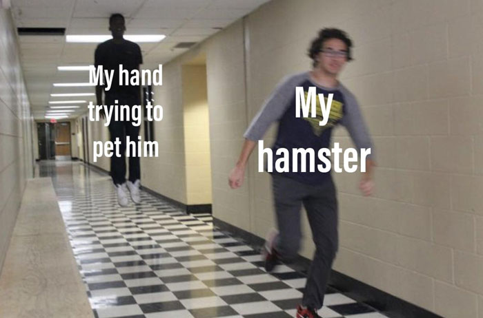 30 Hamster Memes That Will Have You Squeaking With Laughter 30 Hamster Memes That Will Have You Squeaking With Laughter