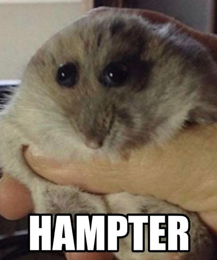 30 Hamster Memes That Will Have You Squeaking With Laughter 30 Hamster Memes That Will Have You Squeaking With Laughter