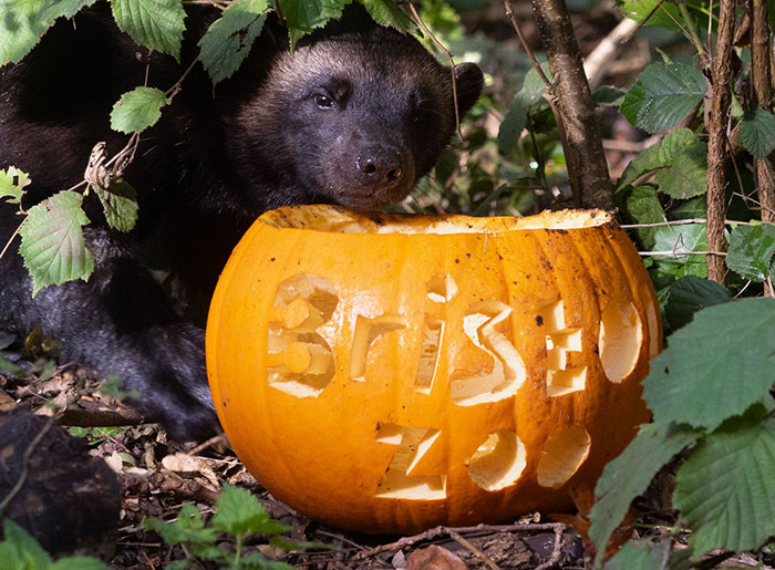 &#8220;Is It A Unicorn?&#8221;: Zoo Officials Stumped By &#8220;Mysterious Winged And Horned Creature&#8221; Caught On Camera