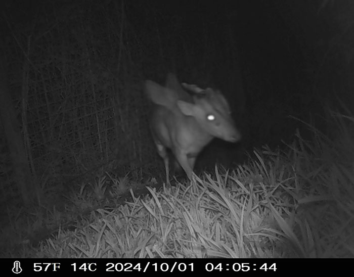&#8220;Is It A Unicorn?&#8221;: Zoo Officials Stumped By &#8220;Mysterious Winged And Horned Creature&#8221; Caught On Camera