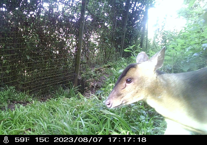&#8220;Is It A Unicorn?&#8221;: Zoo Officials Stumped By &#8220;Mysterious Winged And Horned Creature&#8221; Caught On Camera