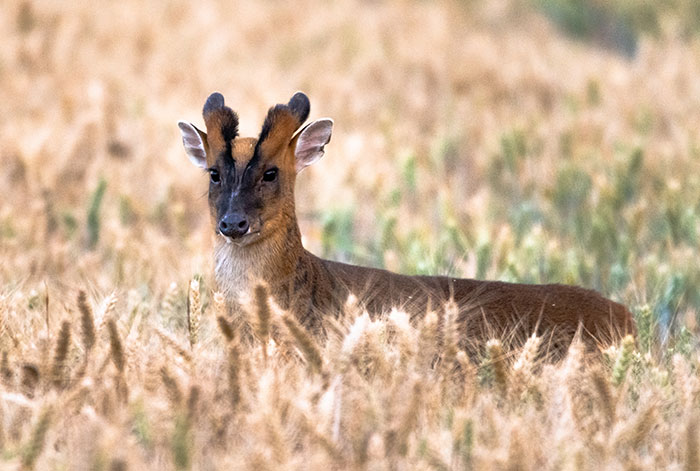 &#8220;Is It A Unicorn?&#8221;: Zoo Officials Stumped By &#8220;Mysterious Winged And Horned Creature&#8221; Caught On Camera