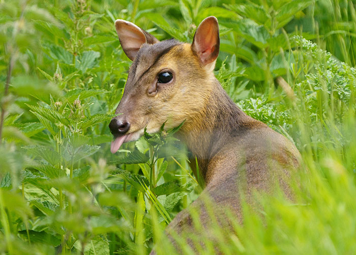 “Is It A Unicorn?”: Zoo Officials Stumped By “Mysterious Winged And Horned Creature” Caught On Camera “Is It A Unicorn?”: Zoo Officials Stumped By “Mysterious Winged And Horned Creature” Caught On Camera
