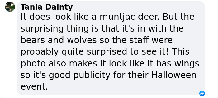 &#8220;Is It A Unicorn?&#8221;: Zoo Officials Stumped By &#8220;Mysterious Winged And Horned Creature&#8221; Caught On Camera