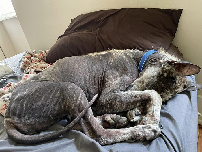 Terribly Neglected Dog Gets Rescued, Reveals His Full Beauty When He Heals And Grows Back His Fur Terribly Neglected Dog Gets Rescued, Reveals His Full Beauty When He Heals And Grows Back His Fur