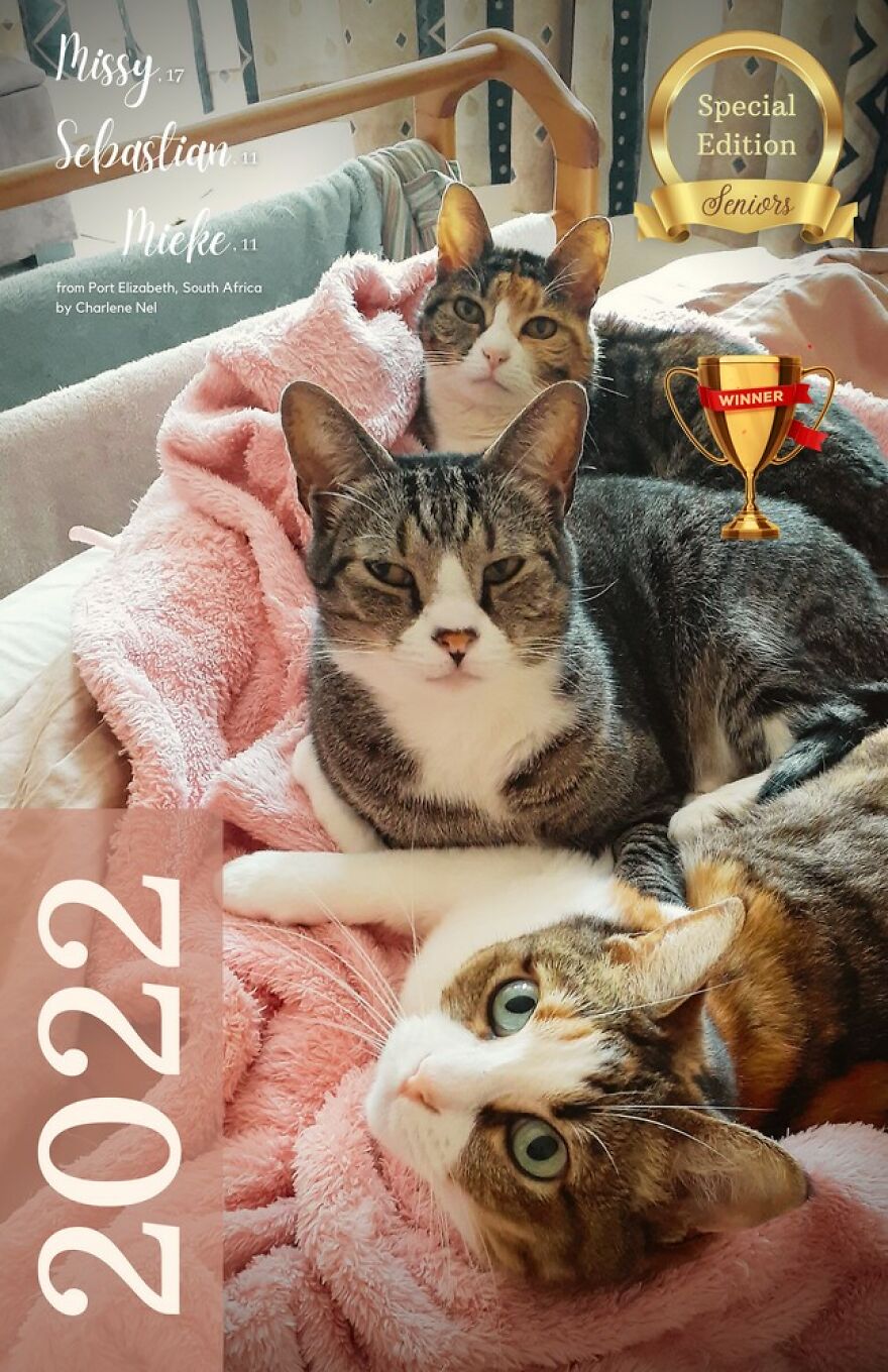 25 Pics Of Purrfect Duos And Trios That Made Lovecats’ International Wall Calendar Over The Last Decade 25 Pics Of Purrfect Duos And Trios That Made Lovecats’ International Wall Calendar Over The Last Decade