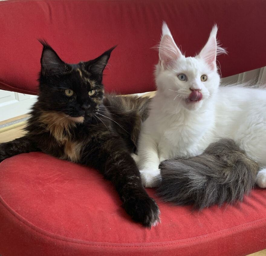 25 Pics Of Purrfect Duos And Trios That Made Lovecats’ International Wall Calendar Over The Last Decade 25 Pics Of Purrfect Duos And Trios That Made Lovecats’ International Wall Calendar Over The Last Decade