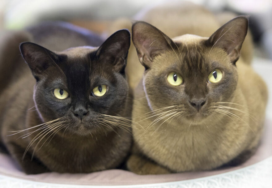 25 Pics Of Purrfect Duos And Trios That Made Lovecats’ International Wall Calendar Over The Last Decade 25 Pics Of Purrfect Duos And Trios That Made Lovecats’ International Wall Calendar Over The Last Decade