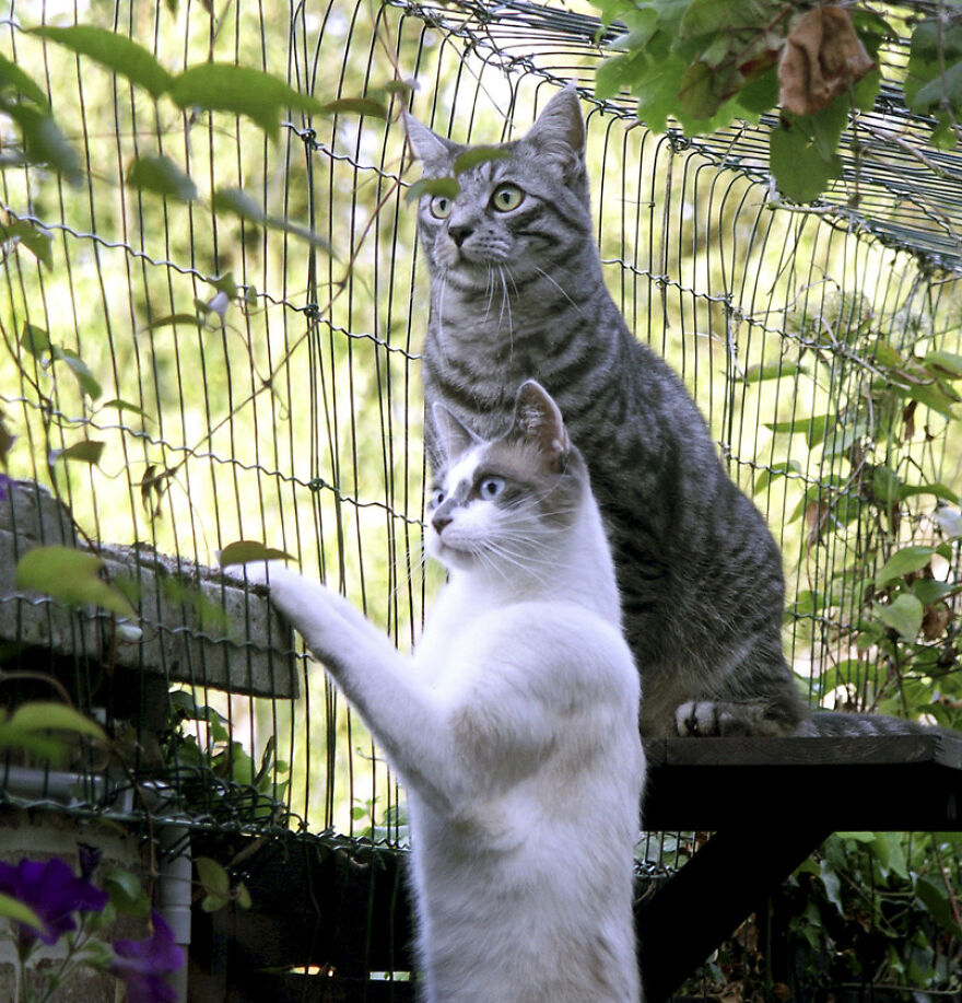 25 Pics Of Purrfect Duos And Trios That Made Lovecats’ International Wall Calendar Over The Last Decade 25 Pics Of Purrfect Duos And Trios That Made Lovecats’ International Wall Calendar Over The Last Decade