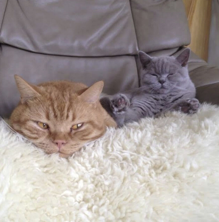 25 Pics Of Purrfect Duos And Trios That Made Lovecats’ International Wall Calendar Over The Last Decade 25 Pics Of Purrfect Duos And Trios That Made Lovecats’ International Wall Calendar Over The Last Decade