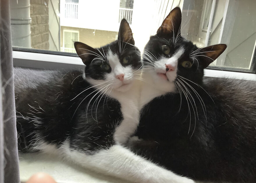 25 Pics Of Purrfect Duos And Trios That Made Lovecats’ International Wall Calendar Over The Last Decade 25 Pics Of Purrfect Duos And Trios That Made Lovecats’ International Wall Calendar Over The Last Decade