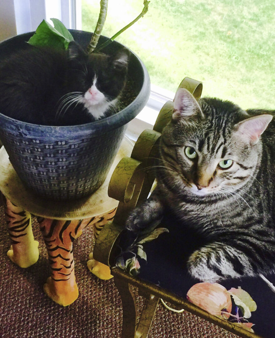 25 Pics Of Purrfect Duos And Trios That Made Lovecats’ International Wall Calendar Over The Last Decade 25 Pics Of Purrfect Duos And Trios That Made Lovecats’ International Wall Calendar Over The Last Decade